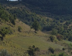 Terrain à vendre dans Tauti