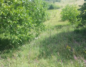 , 5800m2 dans Dezmir
