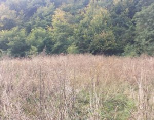 Terrain à vendre dans Chinteni