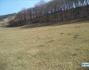 Terrain à vendre dans Floresti