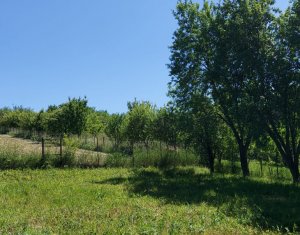 Terrain à vendre dans Martinesti