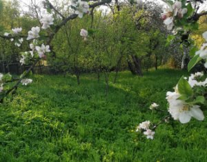 Terrain à vendre dans Comsesti