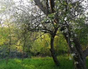 Terrain à vendre dans Comsesti