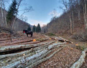 Teren Intravilan de Vânzare – 3279 MP – Coada Lacului Tarnița