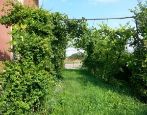 Maison 6 chambres à vendre dans Juc-herghelie