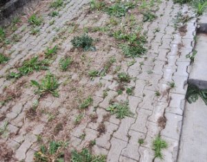 Maison 7 chambres à louer dans Cluj-napoca, zone Gheorgheni
