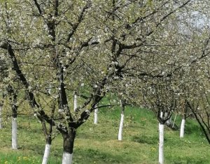 Casa de vanzare – Sat Elciu, com. Panticeu