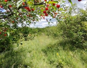 Terrain à vendre dans Cluj-napoca, zone Sopor