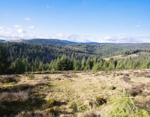 Terrain à vendre dans Belis