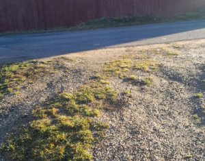 , 1100m2 dans Dangau Mare