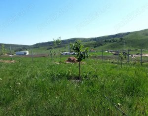Terrain à vendre dans Chinteni