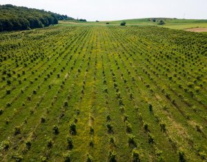 Teren nucifer cu plantatie de aluni, sat Frata, jud. Cluj