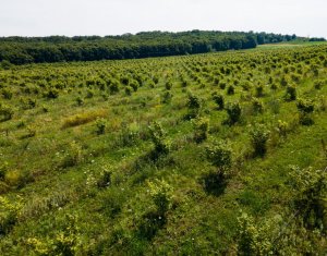 Teren nucifer cu plantatie de aluni, sat Frata, jud. Cluj
