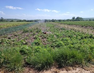 Terrain à vendre dans Jucu De Mijloc