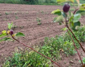 Teren extravilan cu gradina in Saliste