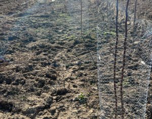 Teren extravilan cu gradina in Saliste